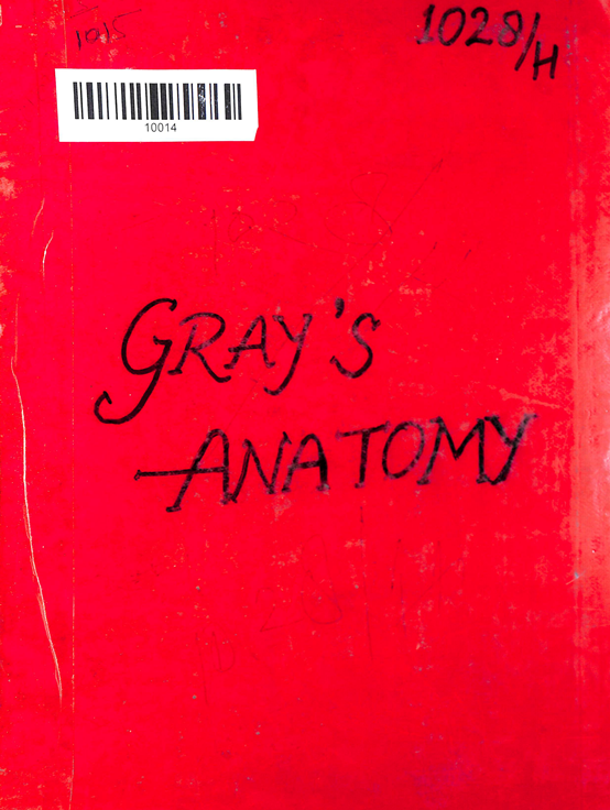 Greys Anatomy