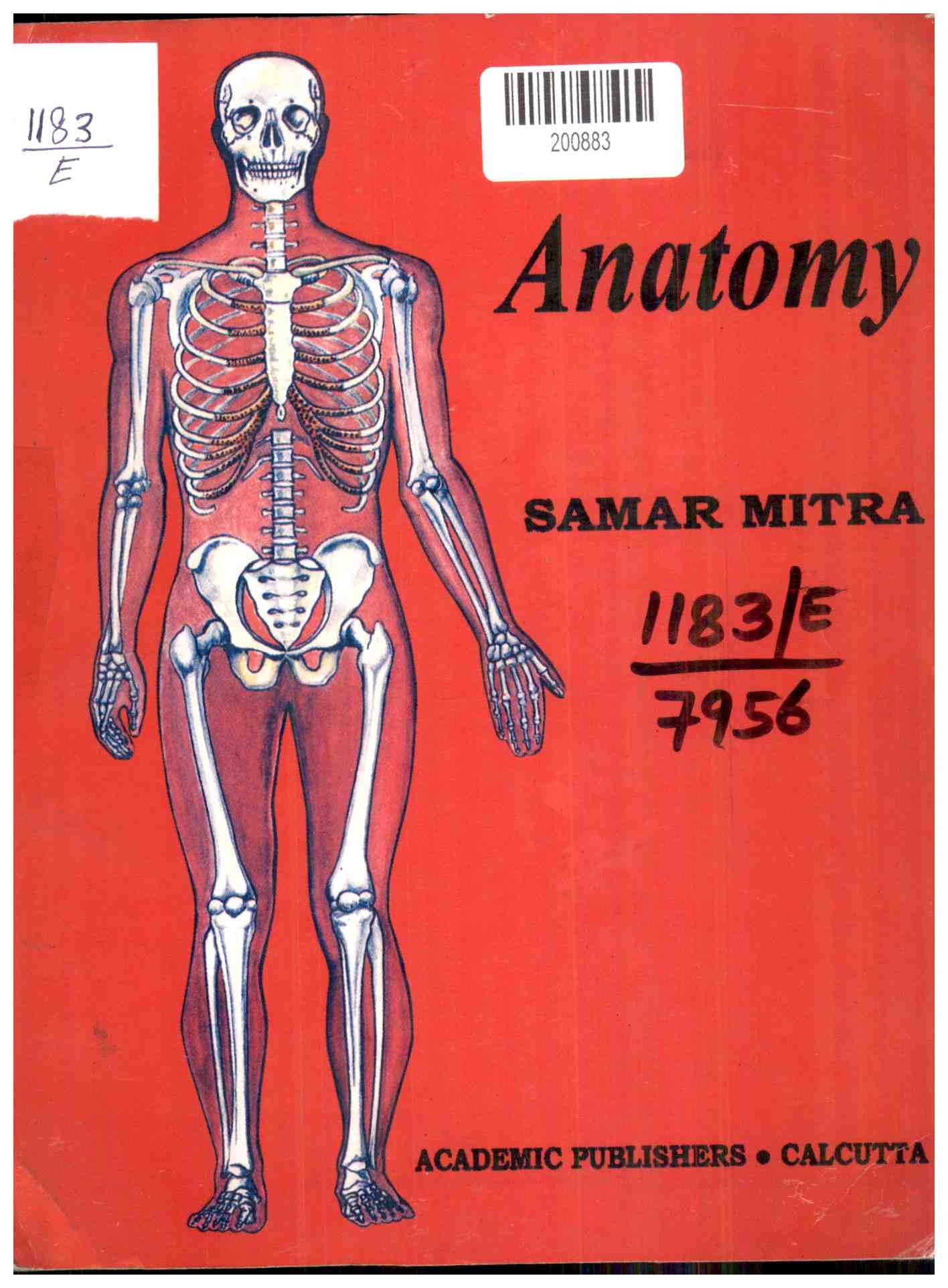 Anatomy